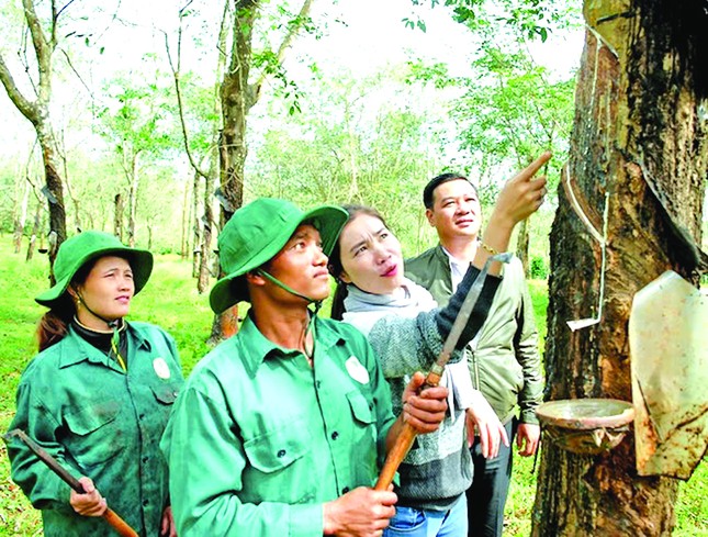 Công ty TNHH MTV cao su Chư Sê chú trọng chăm lo đời sống, sức khỏe cho người lao động